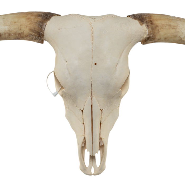 Real Longhorn Skull