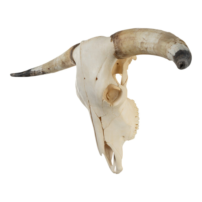 Real Longhorn Skull