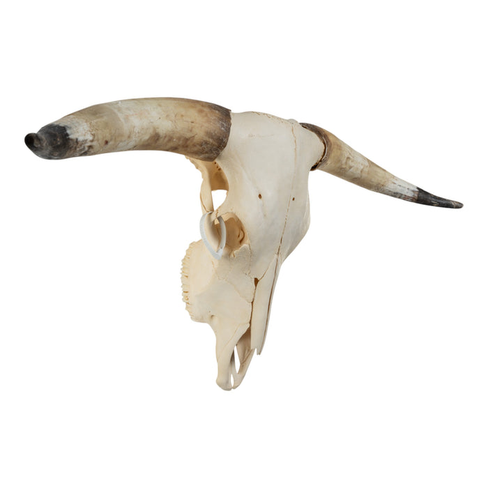 Real Longhorn Skull