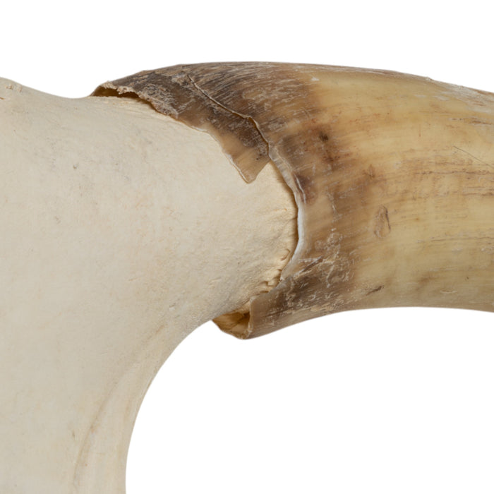Real Longhorn Skull