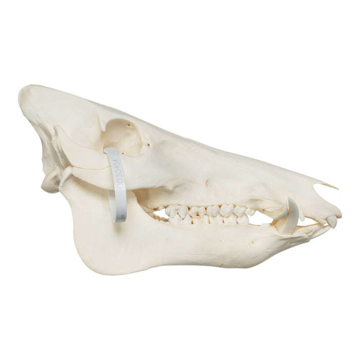 Real Wild Boar Skull
