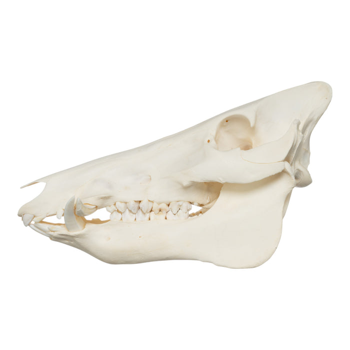 Real Wild Boar Skull