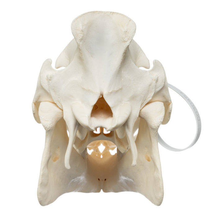 Real Wild Boar Skull