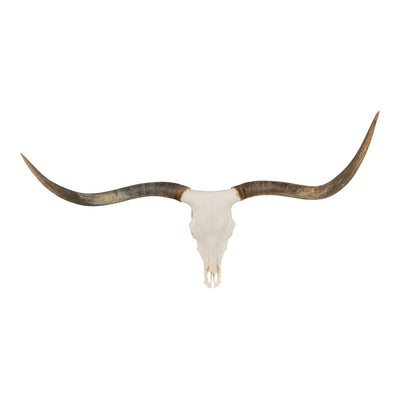 Real Longhorn Skull - Premium