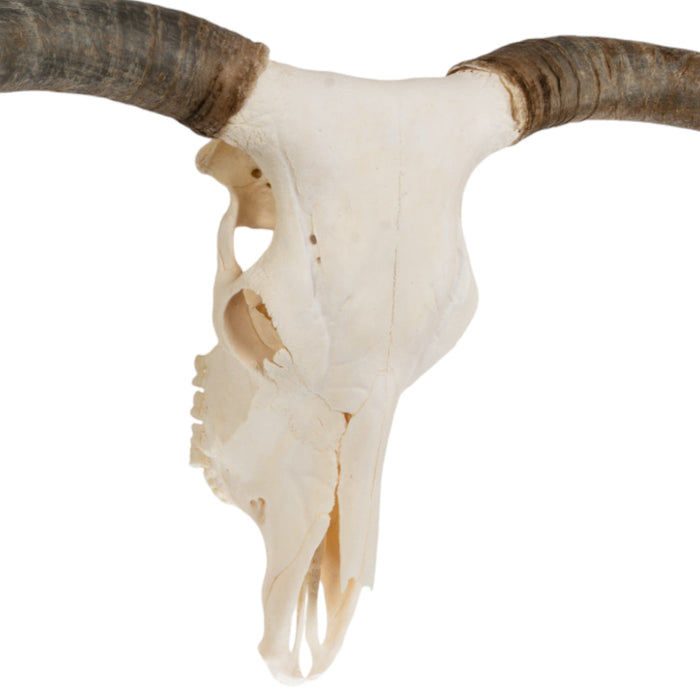 Real Longhorn Skull - Premium