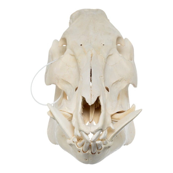 Real Wild Boar Skull