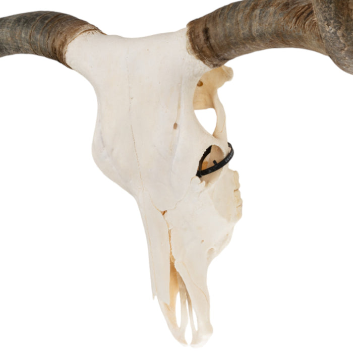 Real Longhorn Skull - Premium