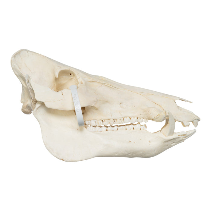 Real Wild Boar Skull