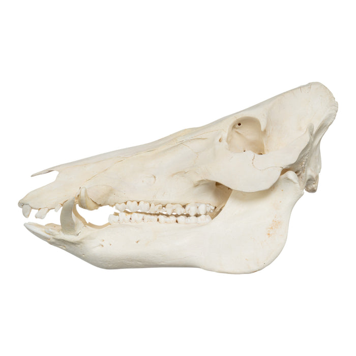Real Wild Boar Skull