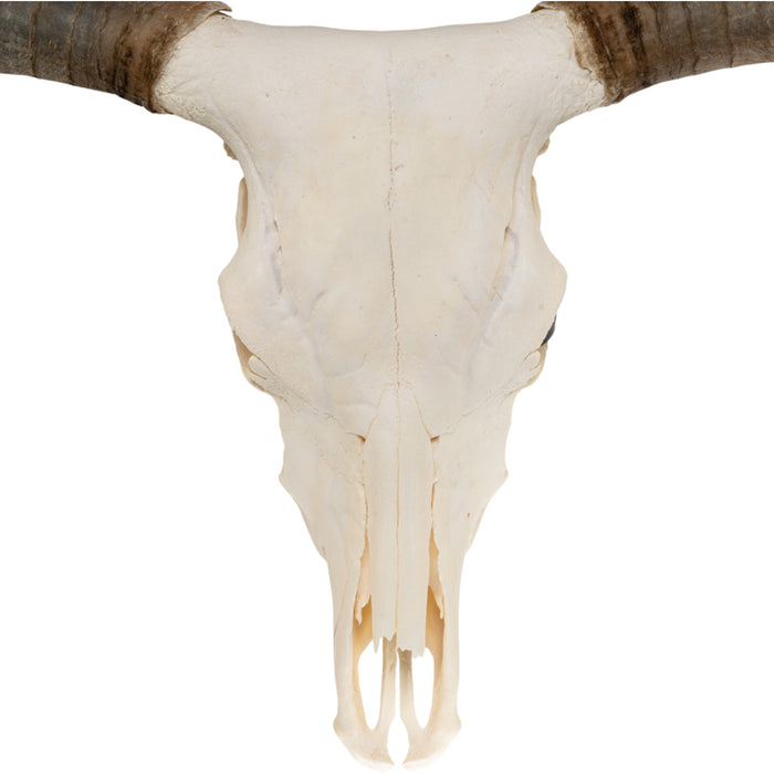 Real Longhorn Skull - Premium