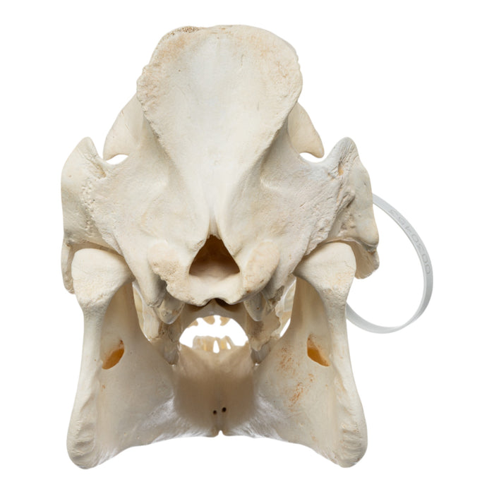 Real Wild Boar Skull