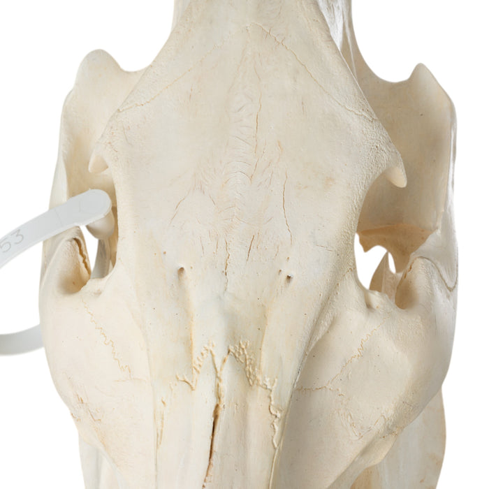 Real Wild Boar Skull