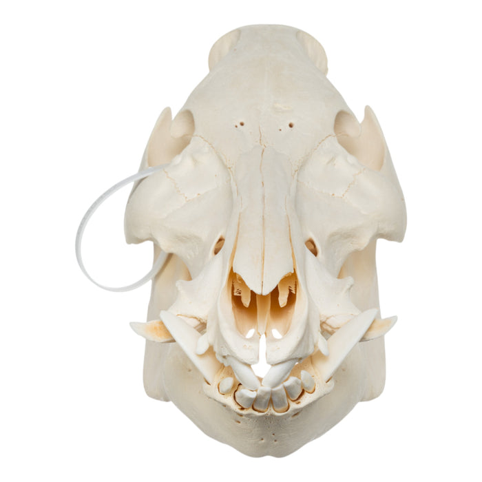 Real Wild Boar Skull