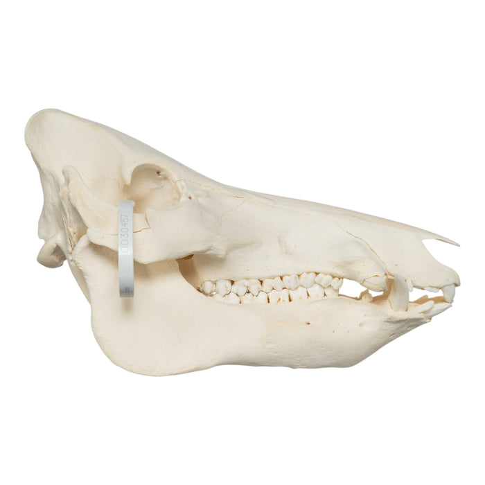 Real Wild Boar Skull