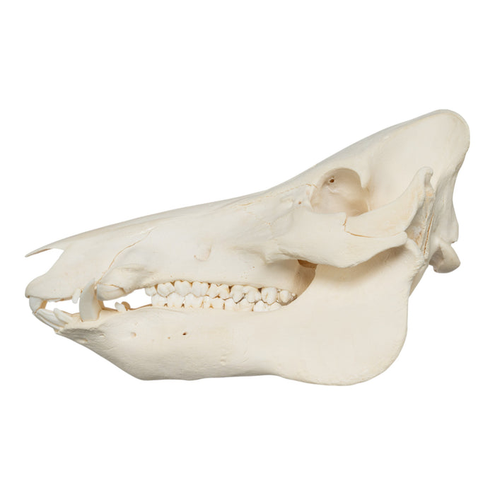 Real Wild Boar Skull