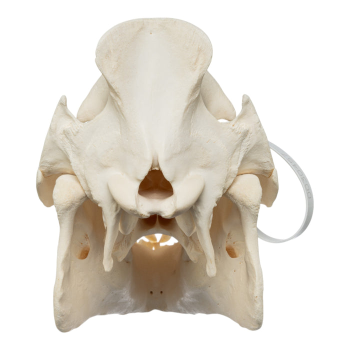 Real Wild Boar Skull