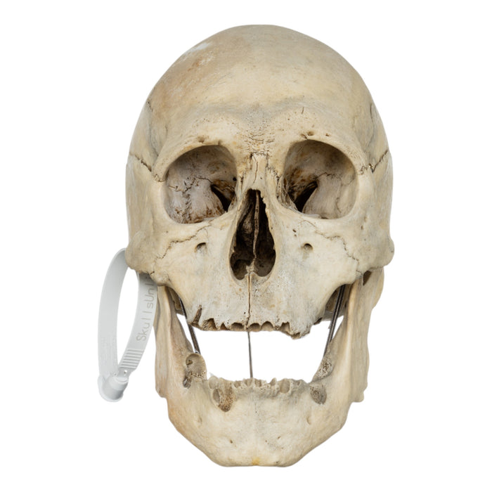 Real Human Skull