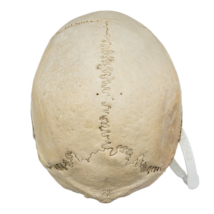 Real Human Skull