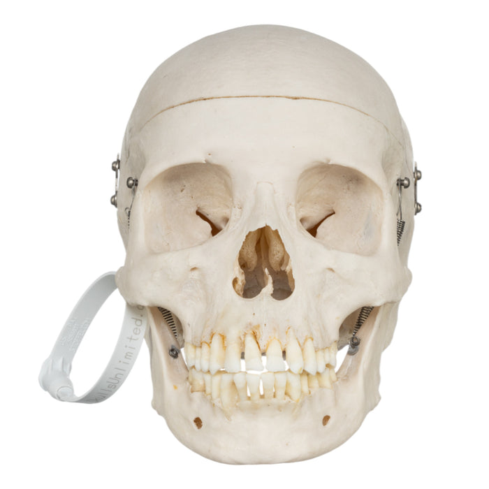 Real Human Skull