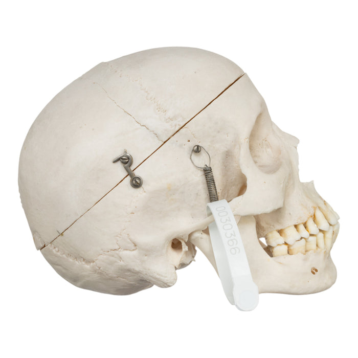 Real Human Skull