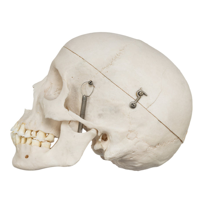 Real Human Skull
