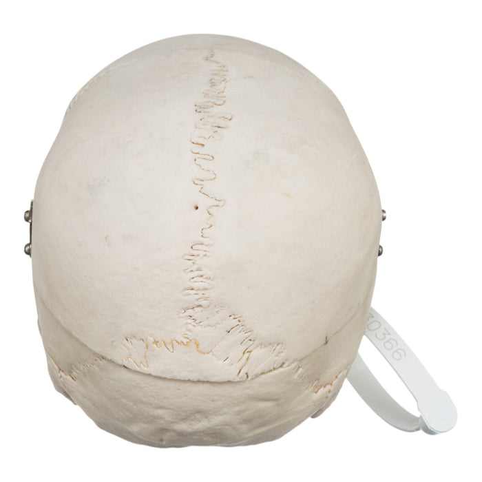 Real Human Skull