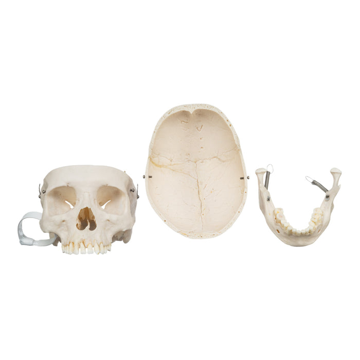 Real Human Skull
