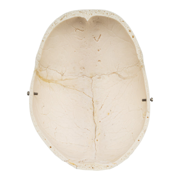 Real Human Skull