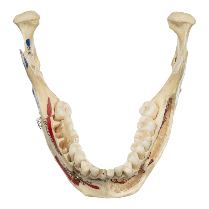 Real Human Mandible - Dissected