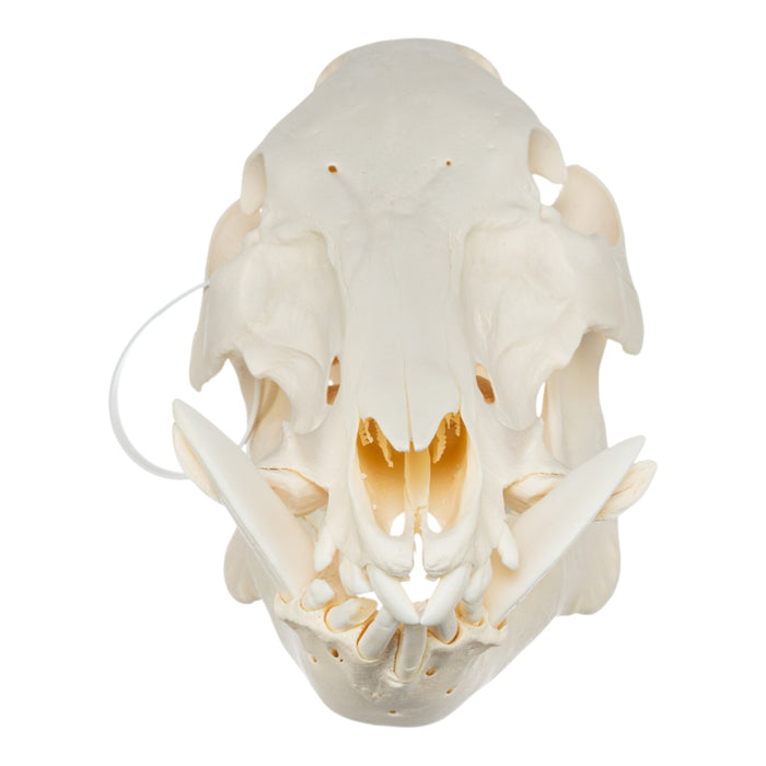 Real Wild Boar Skull - Pathology