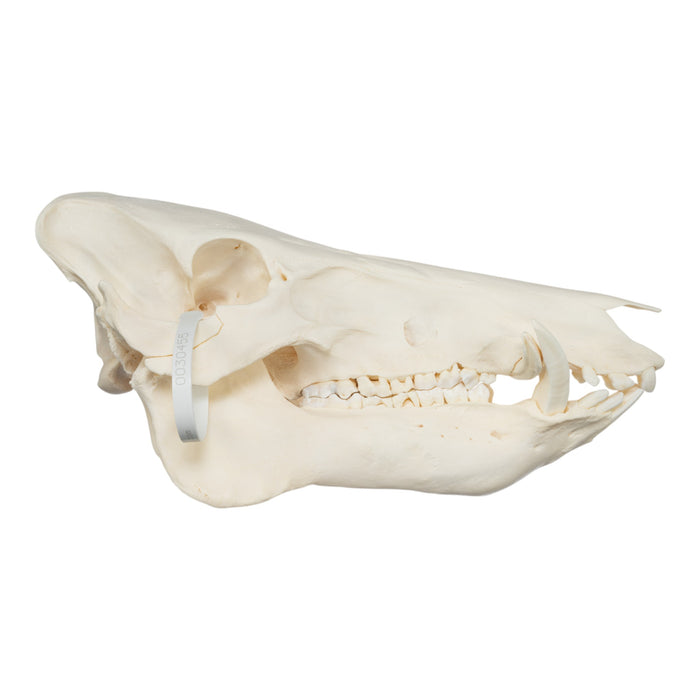 Real Wild Boar Skull - Pathology