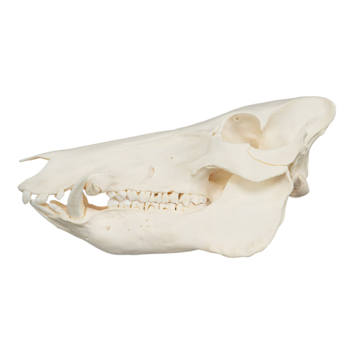 Real Wild Boar Skull - Pathology