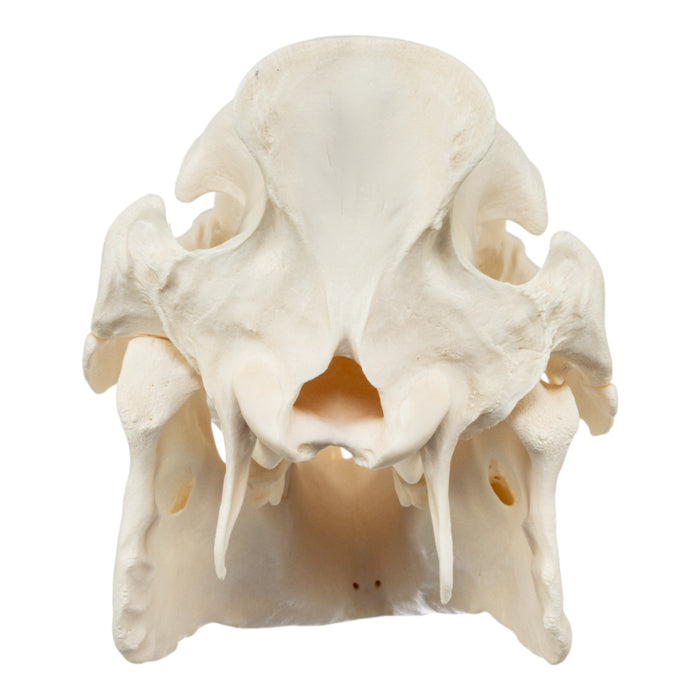 Real Wild Boar Skull - Pathology