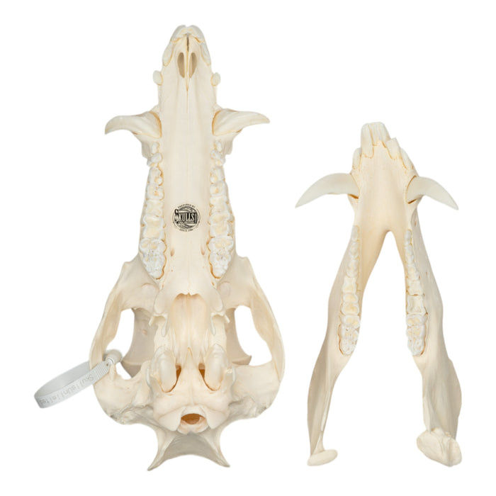 Real Wild Boar Skull - Pathology