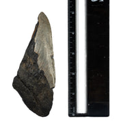 Real Megalodon Tooth - Half