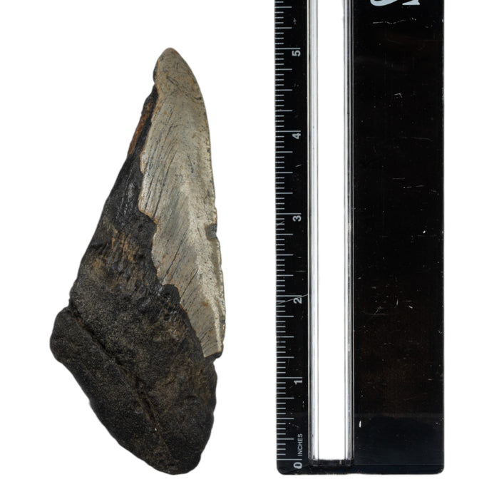 Real Megalodon Tooth - Half
