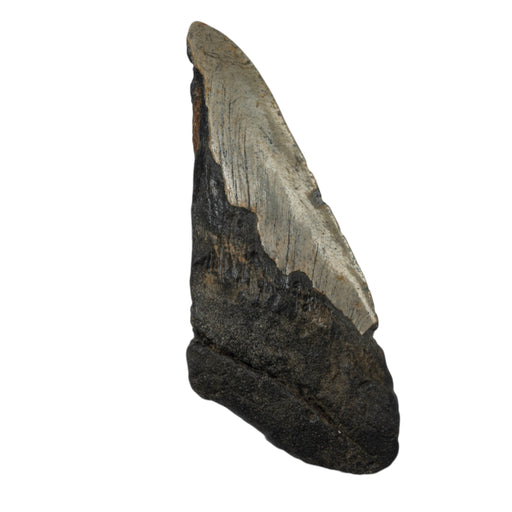 Real Megalodon Tooth - Half