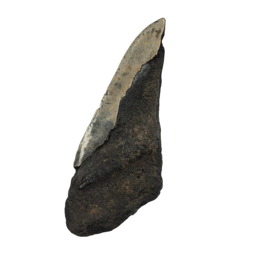 Real Megalodon Tooth - Half