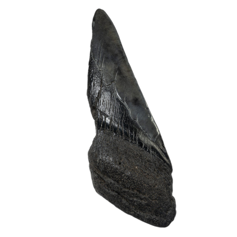 Real Megalodon Tooth - Half