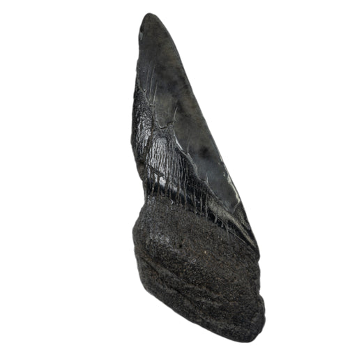 Real Megalodon Tooth - Half