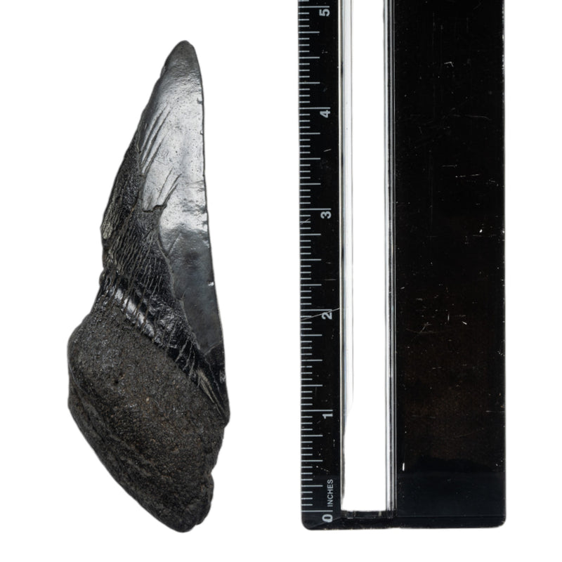 Real Megalodon Tooth - Half