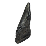 Real Megalodon Tooth - Half