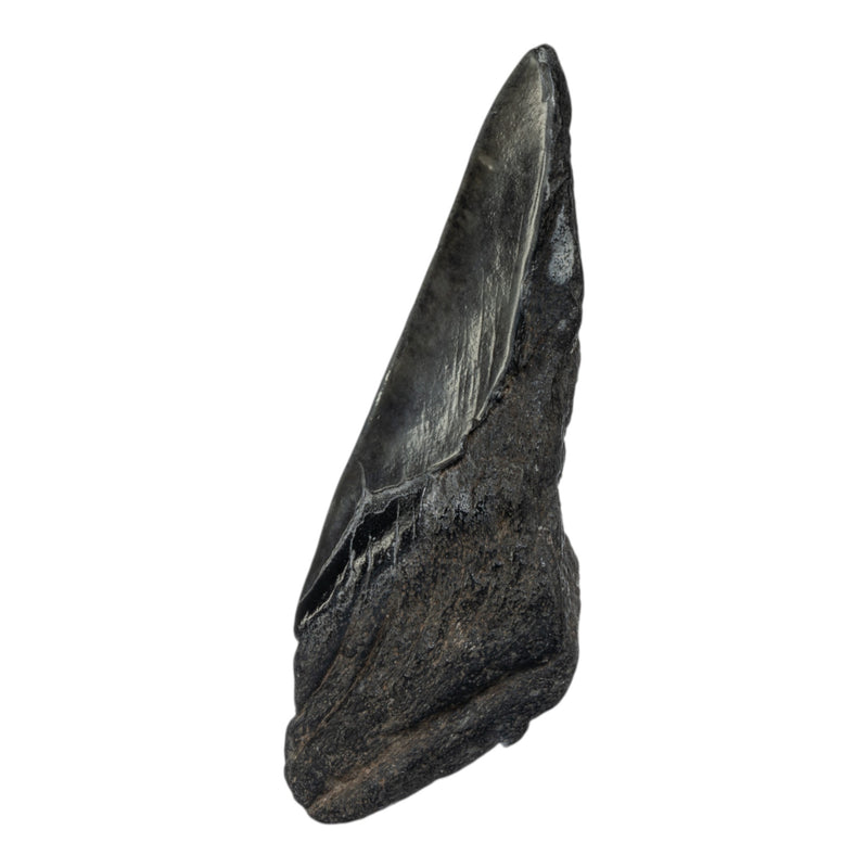 Real Megalodon Tooth - Half