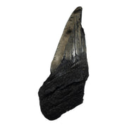 Real Megalodon Tooth - Half