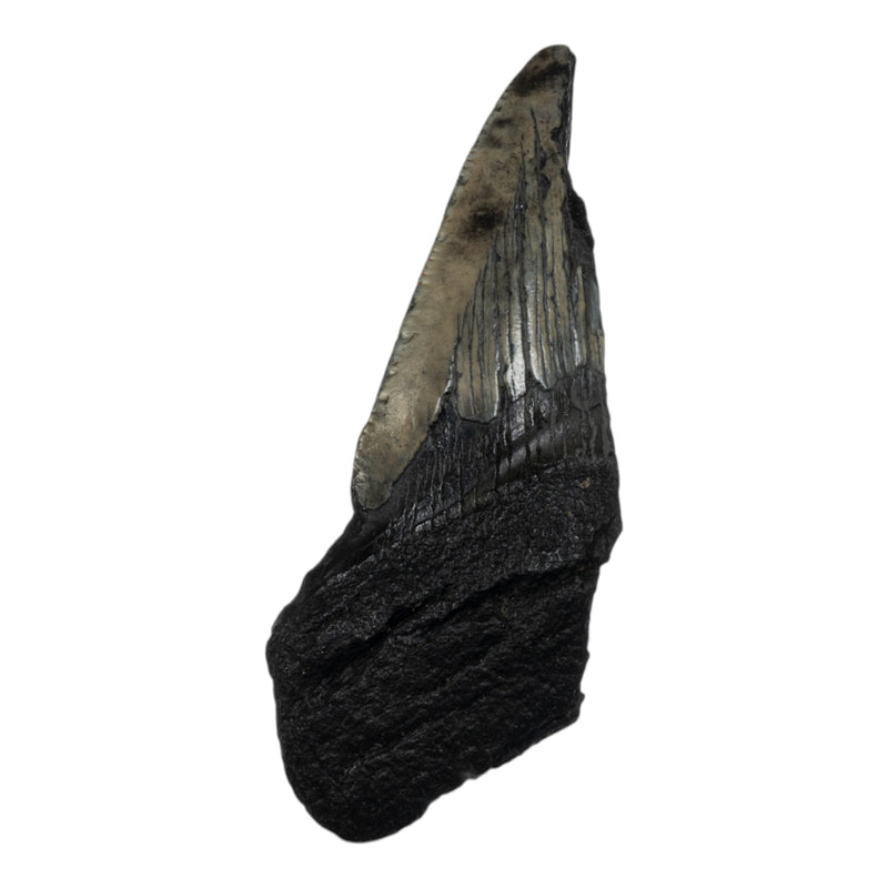 Real Megalodon Tooth - Half