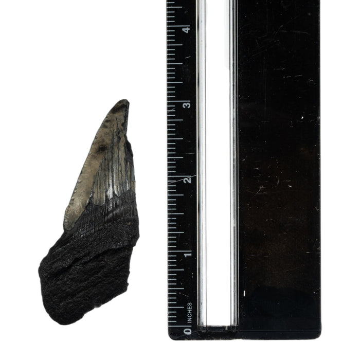 Real Megalodon Tooth - Half