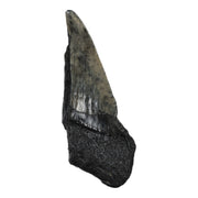 Real Megalodon Tooth - Half