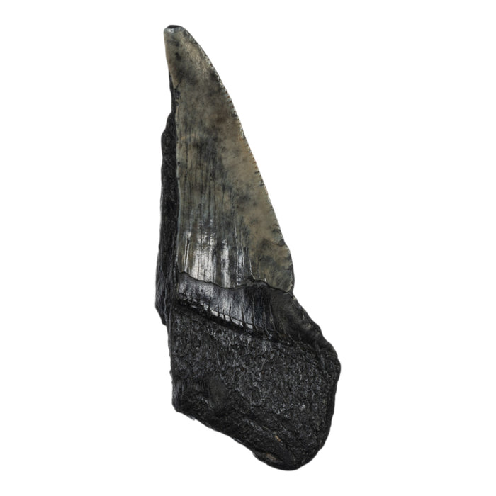 Real Megalodon Tooth - Half