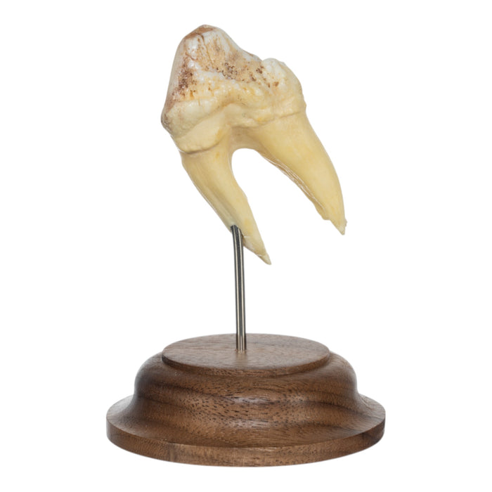 Real Hippopotamus Tooth on Stand