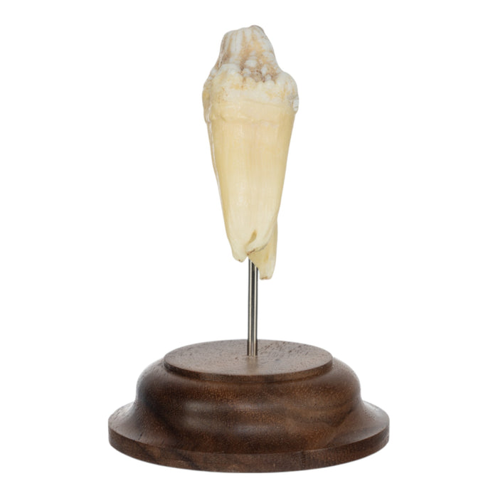 Real Hippopotamus Tooth on Stand